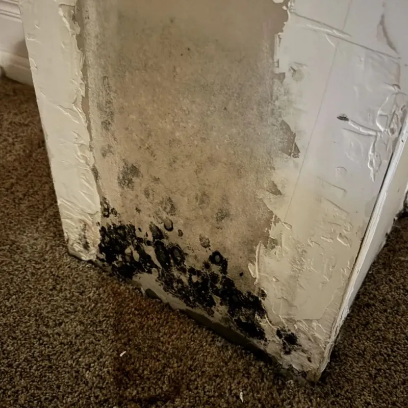 Professional Mold Removal in Rural Hall, NC